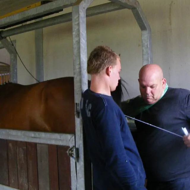 Embryo foals, Breeding stable, Holland