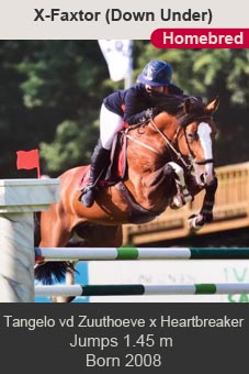 Tangelo vd Zuuthoeve X-Factor