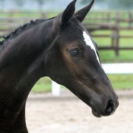 Veulenveiling Borculo, Filly for sale, breeding horses