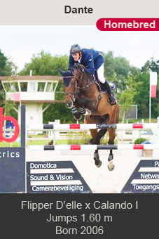 Flipper D'elle Calando I Dante Sven van Dijck