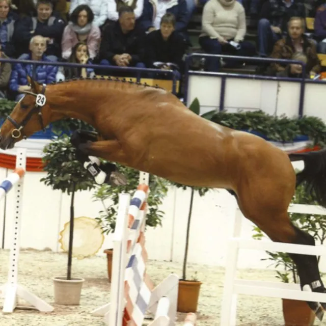 Open stallen