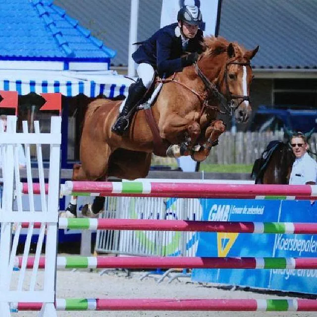 Eurobredhorses, Springpaarden, Julian Kok, Internationaal, kwaliteitspaarden, Vancouver, Brown Sugar