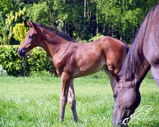 Springpaarden_Fokkerij_Gelderland