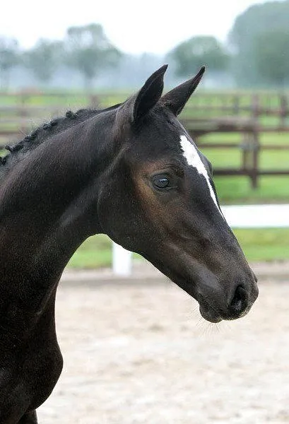 Veulenveiling Borculo, Filly for sale, breeding horses